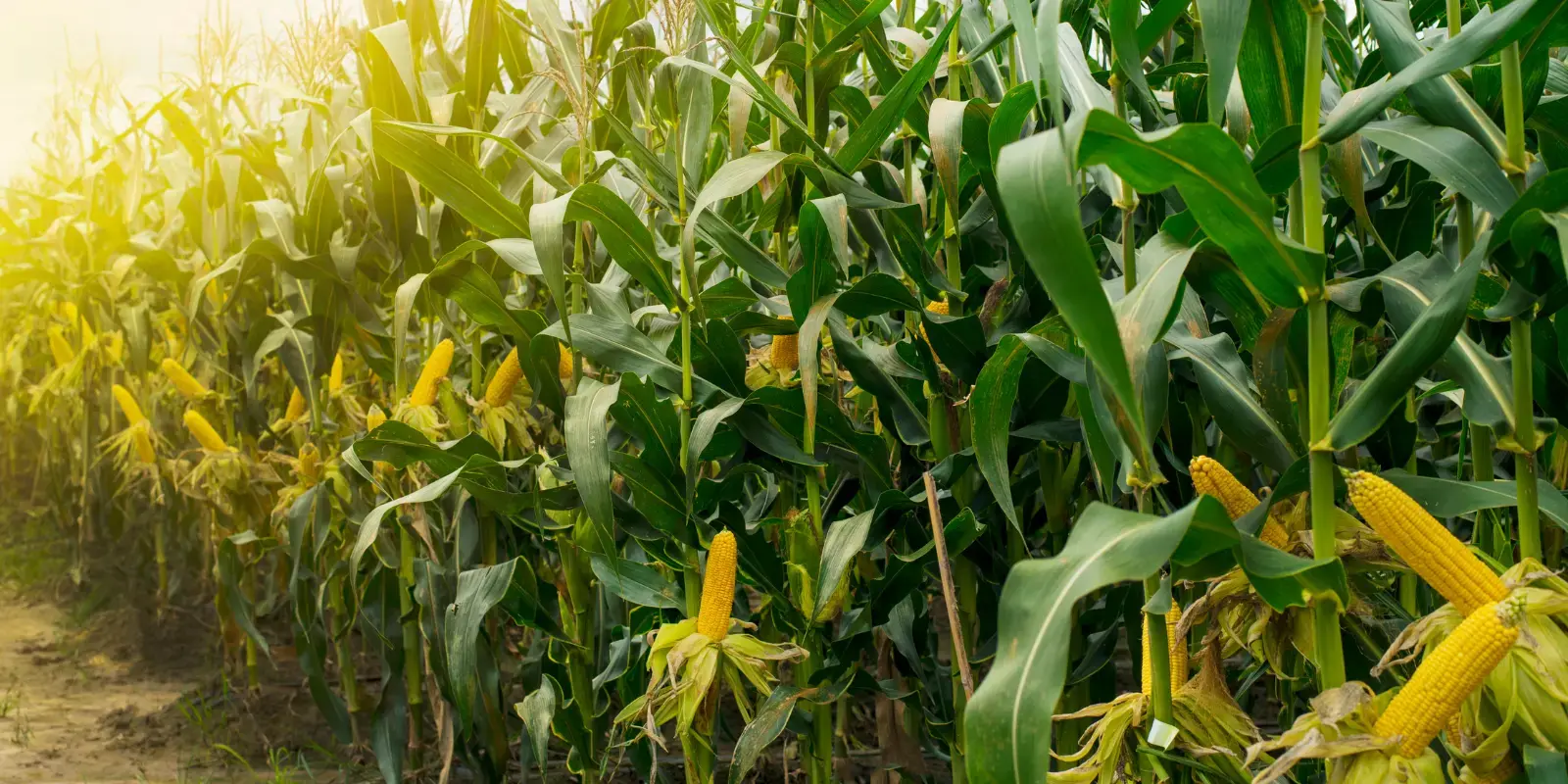You are currently viewing Afrique du Sud : une expansion record des surfaces dédiées au maïs en 2025/2026
